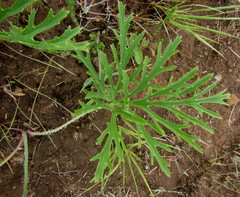 Pelargonium schlechteri
