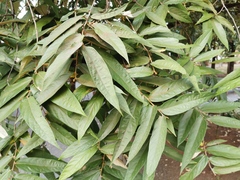 Malvaceae