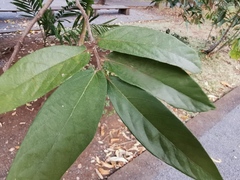 Malvaceae
