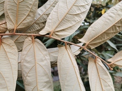 Malvaceae