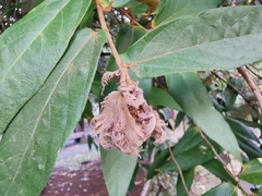 Malvaceae