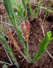 Acalypha depressinerva