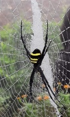 Argiope caesarea
