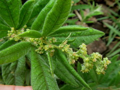 Searsia discolor