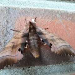 Marumba gaschkewitschii