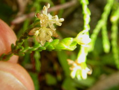 Passerina drakensbergensis