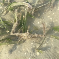 Rhinolambrus pelagicus