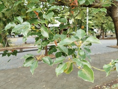 Ocotea obtusata