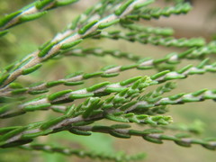 Passerina drakensbergensis