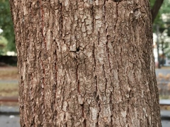 Ocotea obtusata