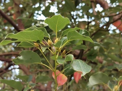 Ocotea obtusata