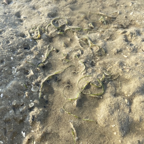 Halodule pinifolia iNat (1)