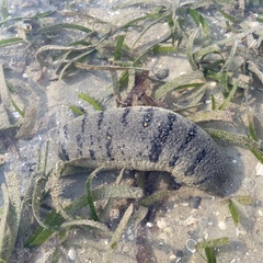 Holothuria scabra