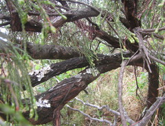 Passerina drakensbergensis