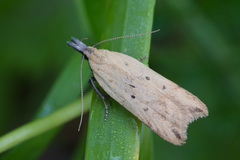 Dichomeris limosellus