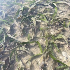 Thalassia hemprichii