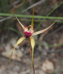 Caladenia pectinata