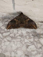 Ischyja ferrifracta