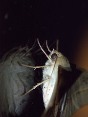 Oenochroma orthodesma