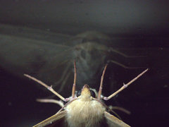 Oenochroma orthodesma