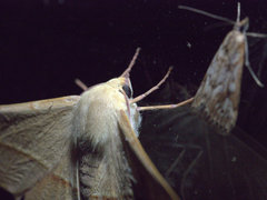 Oenochroma orthodesma