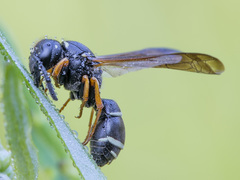 Gymnomerus laevipes