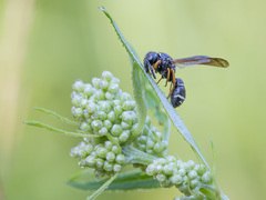 Gymnomerus laevipes