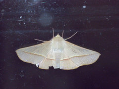 Oenochroma orthodesma
