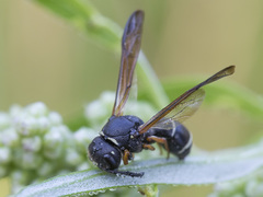 Gymnomerus laevipes