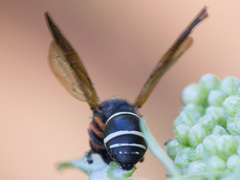 Gymnomerus laevipes