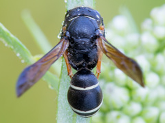 Gymnomerus laevipes