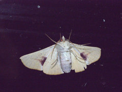 Oenochroma orthodesma