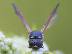 Gymnomerus laevipes