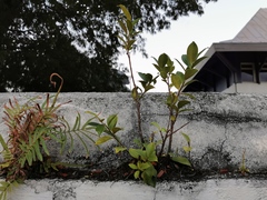 Ficus