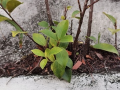 Ficus