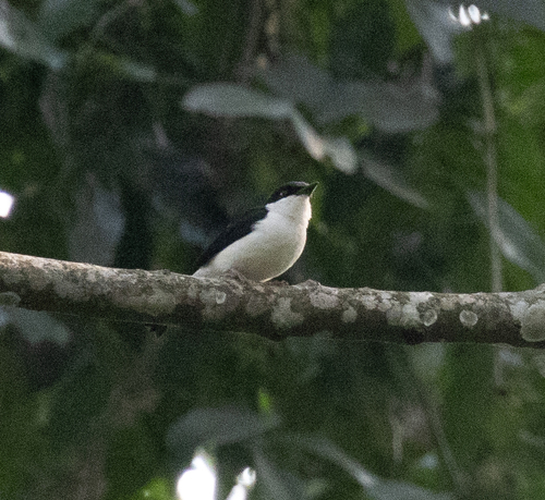 African Shrike-flycatcher (Megabyas flammulatus), photo 8