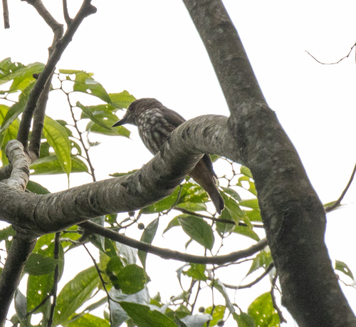 African Shrike-flycatcher (Megabyas flammulatus)