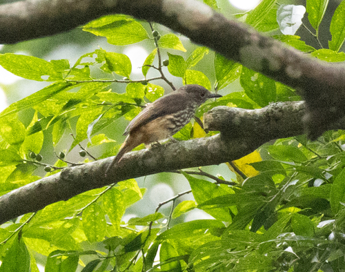 African Shrike-flycatcher (Megabyas flammulatus), photo 2