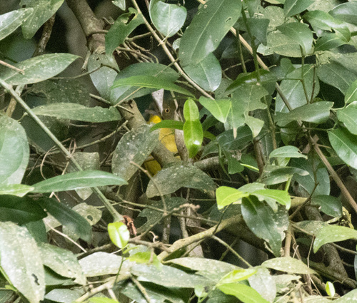 Yellow-eyed Bristlebill (Bleda ugandae), photo 2