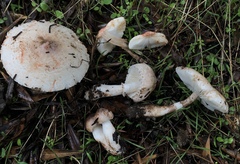 Leucoagaricus badhamii