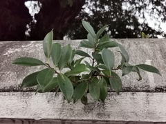 Ficus