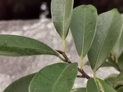Ficus