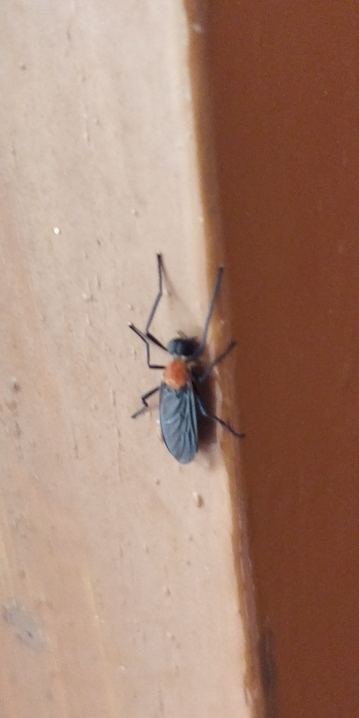 Penthetria indica