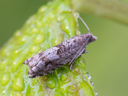 Holly Tortrix, photo 3 of 10