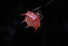 Gasteracantha curvispina