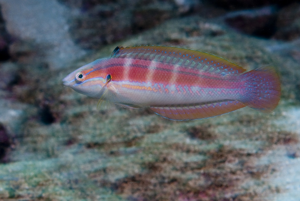 Spot-tail Wrasse from Muiron Islands, Ningaloo Reef, Western Australia ...