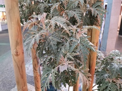 Ruizia cordata