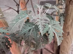 Ruizia cordata