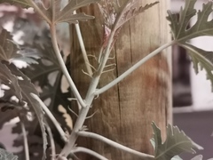 Ruizia cordata