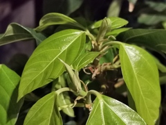 Ficus
